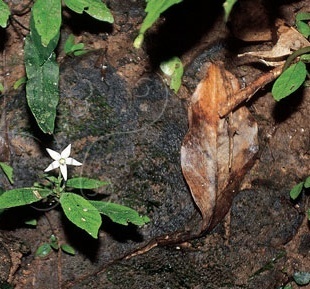 水冠草你了解吗?看看这些再说话