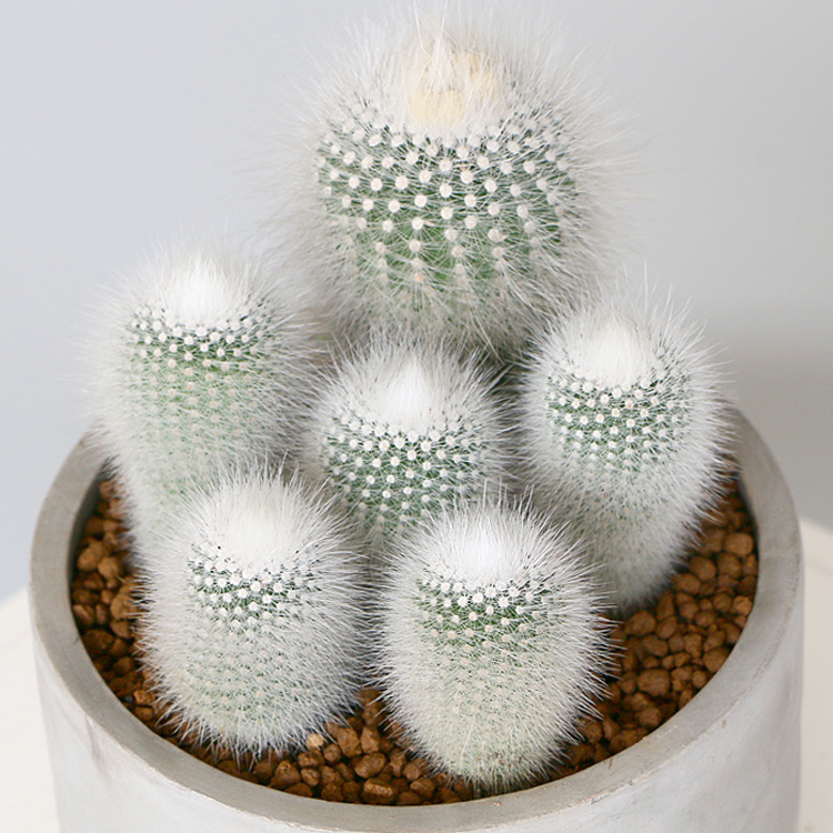 白鸟:仙人掌科(cactaceae) / 乳突球属(mammillaria)