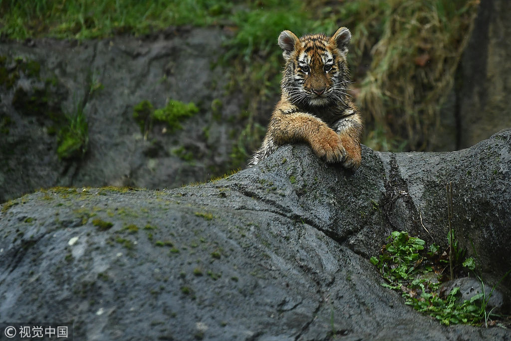 体型最小的老虎图片