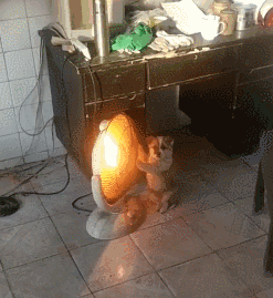 狗狗抱团取暖,却闻到了一股烧焦的味道,这只狗还被中国消防点名