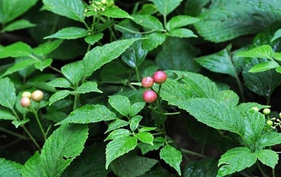 常见植物知识普及—白毛乌蔹莓