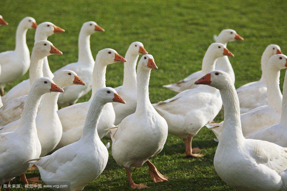 鹅鹅鹅,大家一起来养鹅