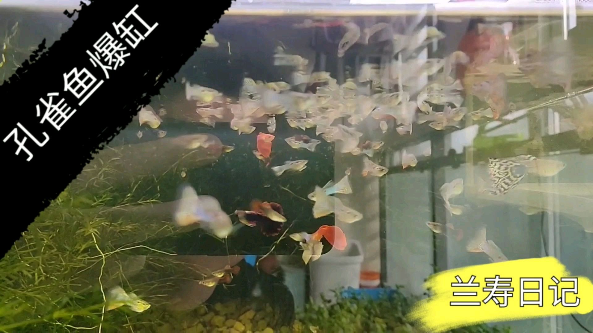 孔雀鱼在家就可以大量繁殖,很快就能爆缸,太多啦
