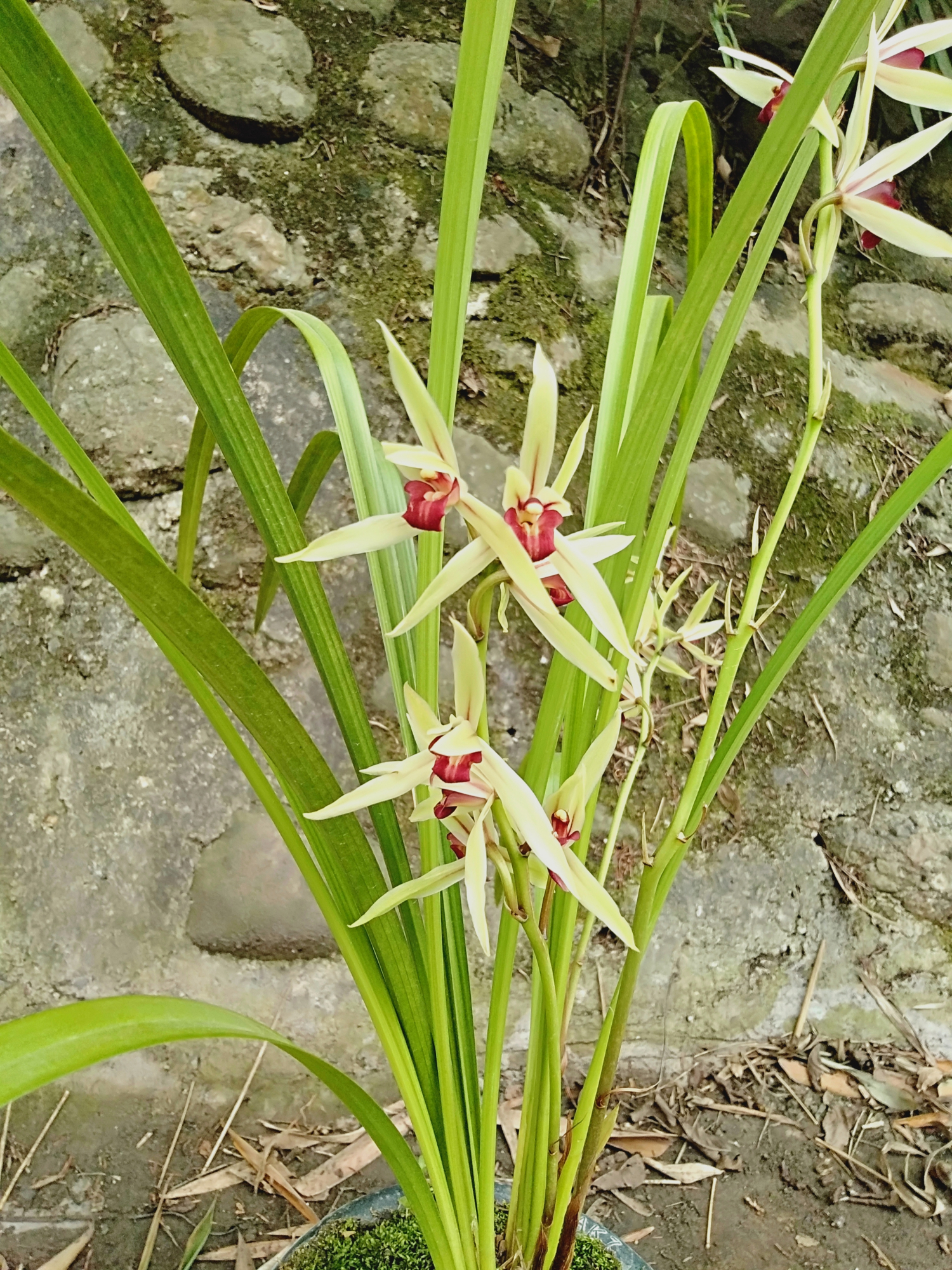 送春红素,这盆开的牛逼哇
