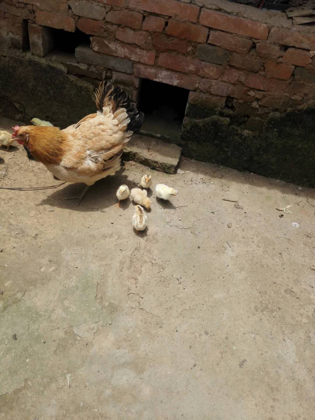 老母鸡好久不见,以为丢了,再次出现时,领了一群小鸡,太神奇了