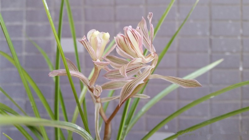 莲瓣兰著名树形奇花金沙树菊,曾卖出80万的天价,品种稀有价值高
