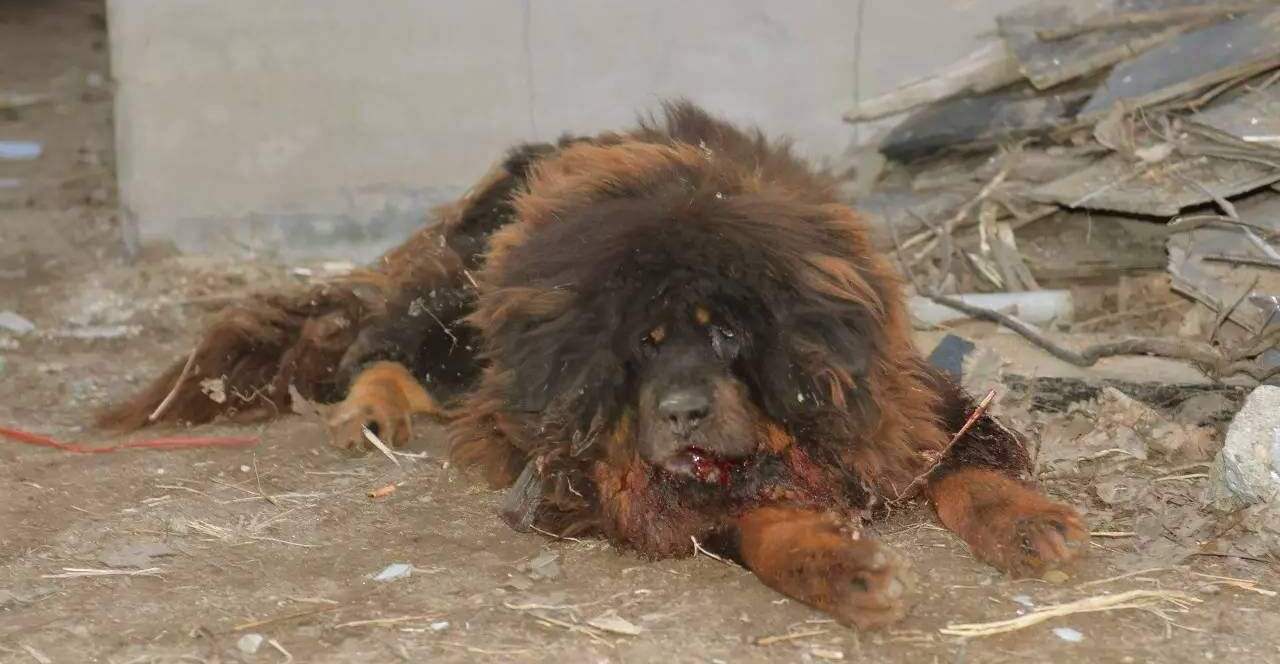 十只藏獒打一只东北虎,到底谁会赢?看完简直无法接受!