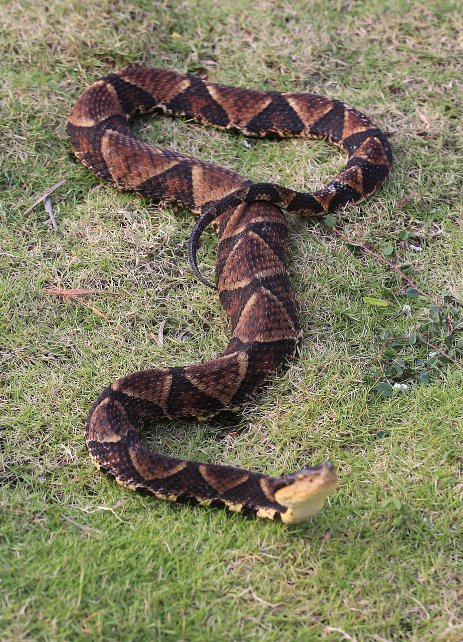 不知道大家怕不怕蛇,反正我不管大蛇