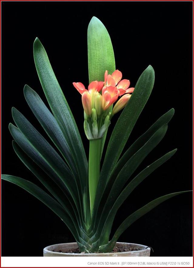 家庭环境大师之上品君子兰