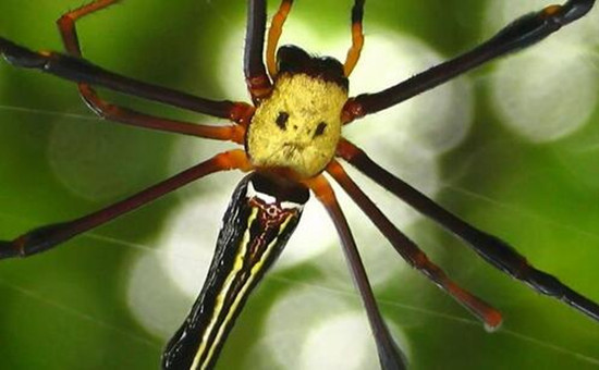 龙岭迷窟中的三大怪异生物,两种奇异机关,悬疑读者们必知晓!
