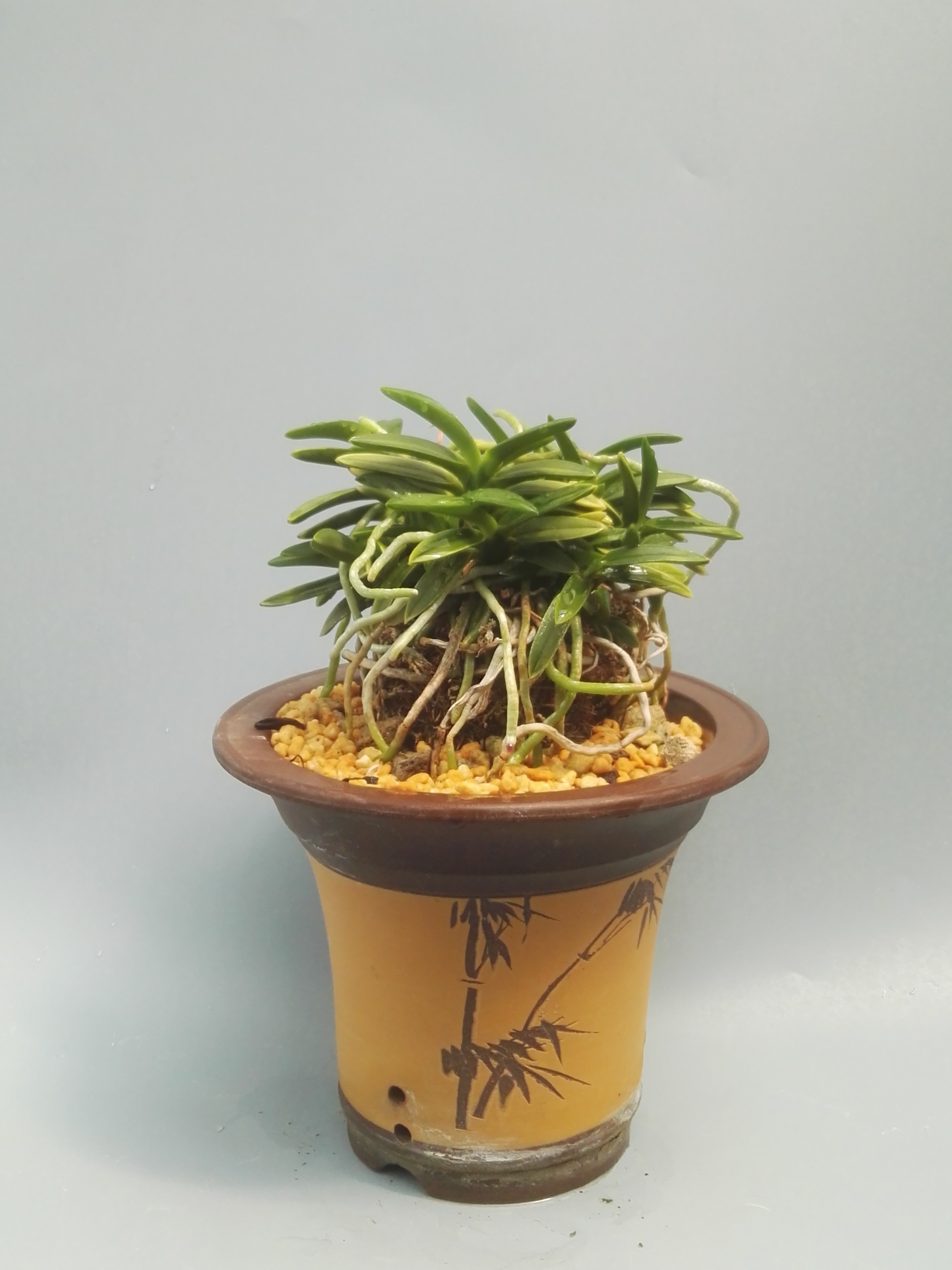 风靡亚洲的凤兰清香沁人,叶,根皆具观赏性,国内尚无真正玩儿家