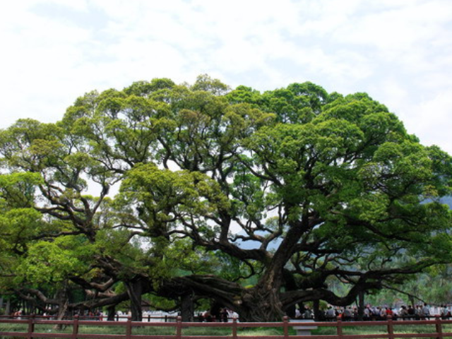 福建永安大榕树图片