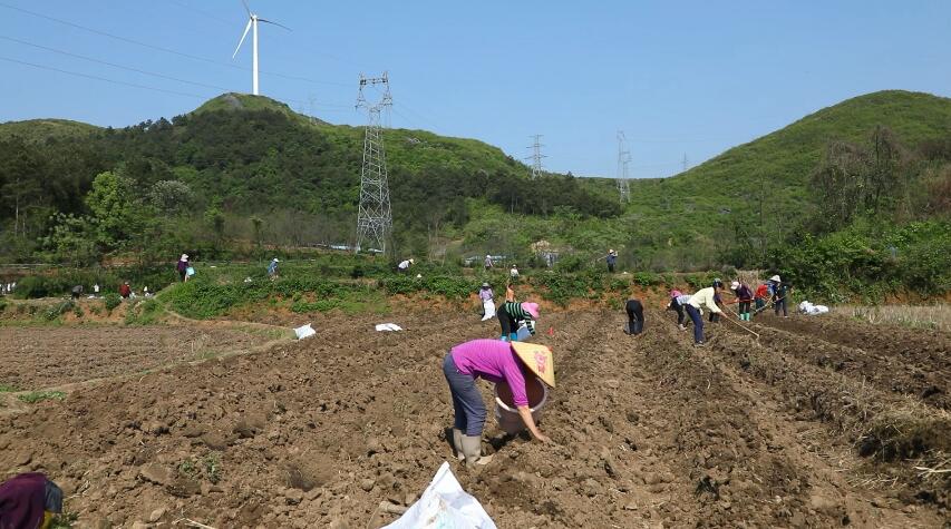 山东菊芋种植加工基地图片