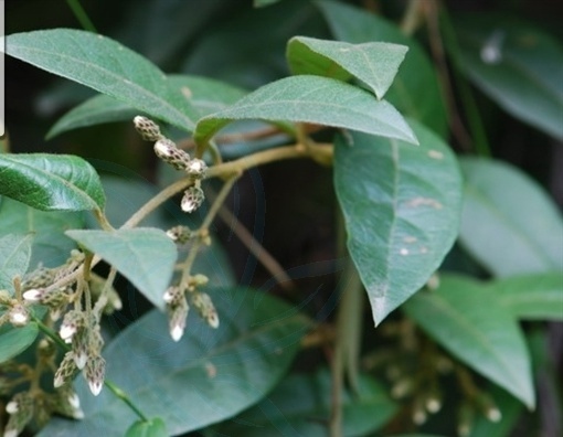 扁桃斑鸠菊作用与功能图片