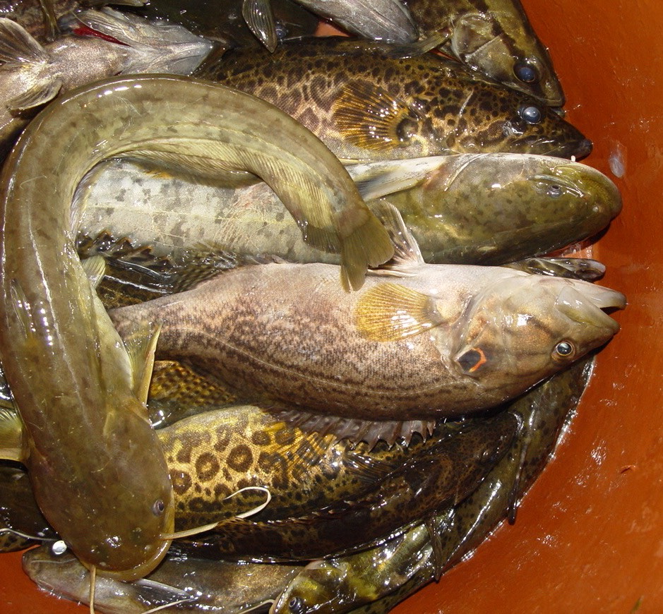 野杂鱼种类图片