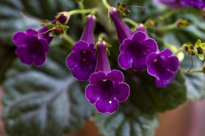 家庭养殖迷岩小技巧,注意这几个常见问题,还能扦插几盆呢?