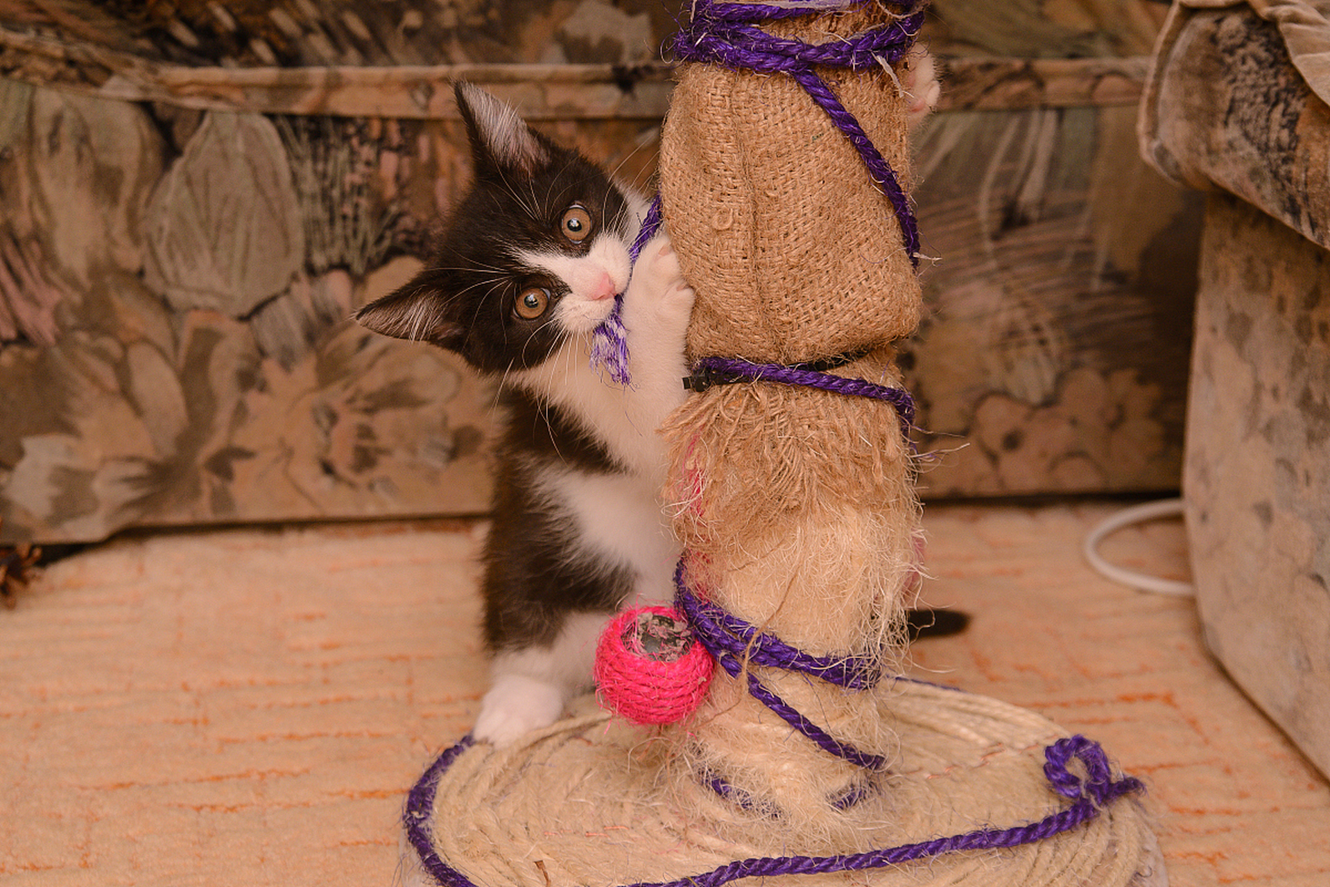 摘要:农村绑猫的绳子绑法有多种,包括八字形绑法,绕脖法等.