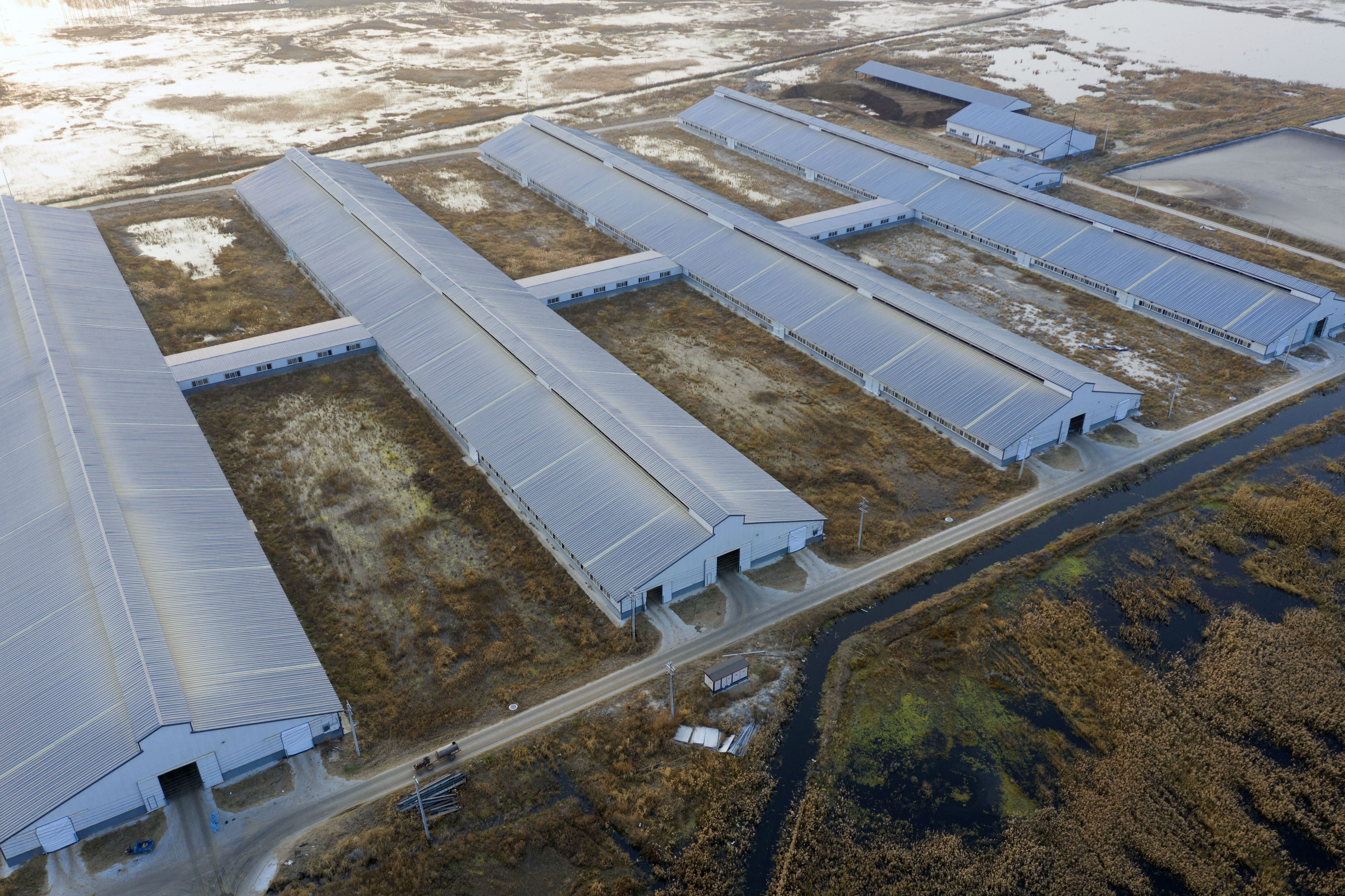 黑龙江林甸:现代化养牛助力奶业振兴(4)