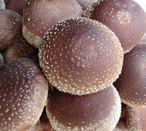 大杯香菇覆土栽培方法