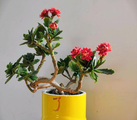 三伏天长寿花浇水"秘籍",根除烂根烂叶,轻松度过"灾难期"