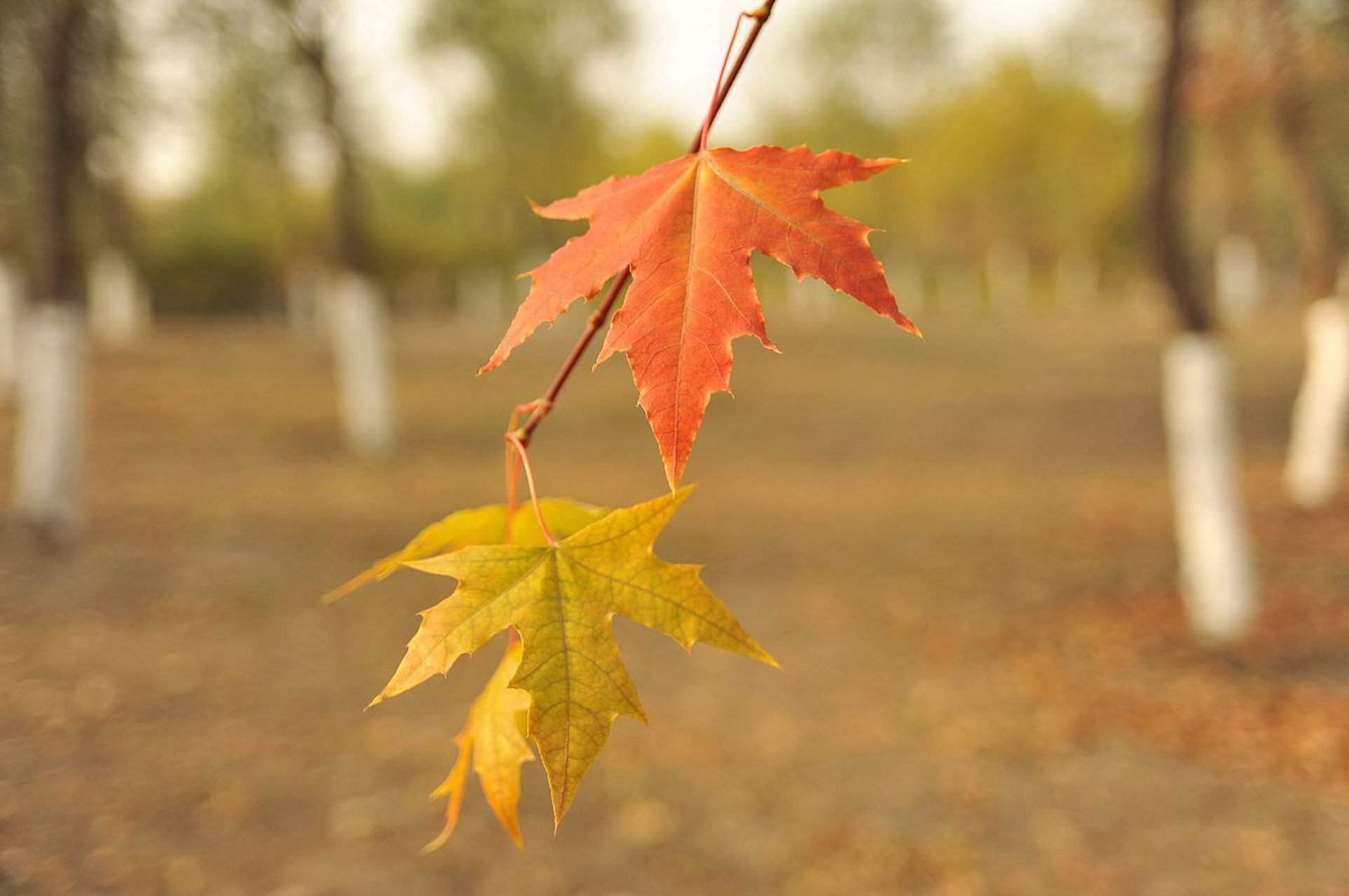 拾一片秋叶,写上我的祝福  秋叶轻舞,随风飘落, 我弯腰拾起一片落叶