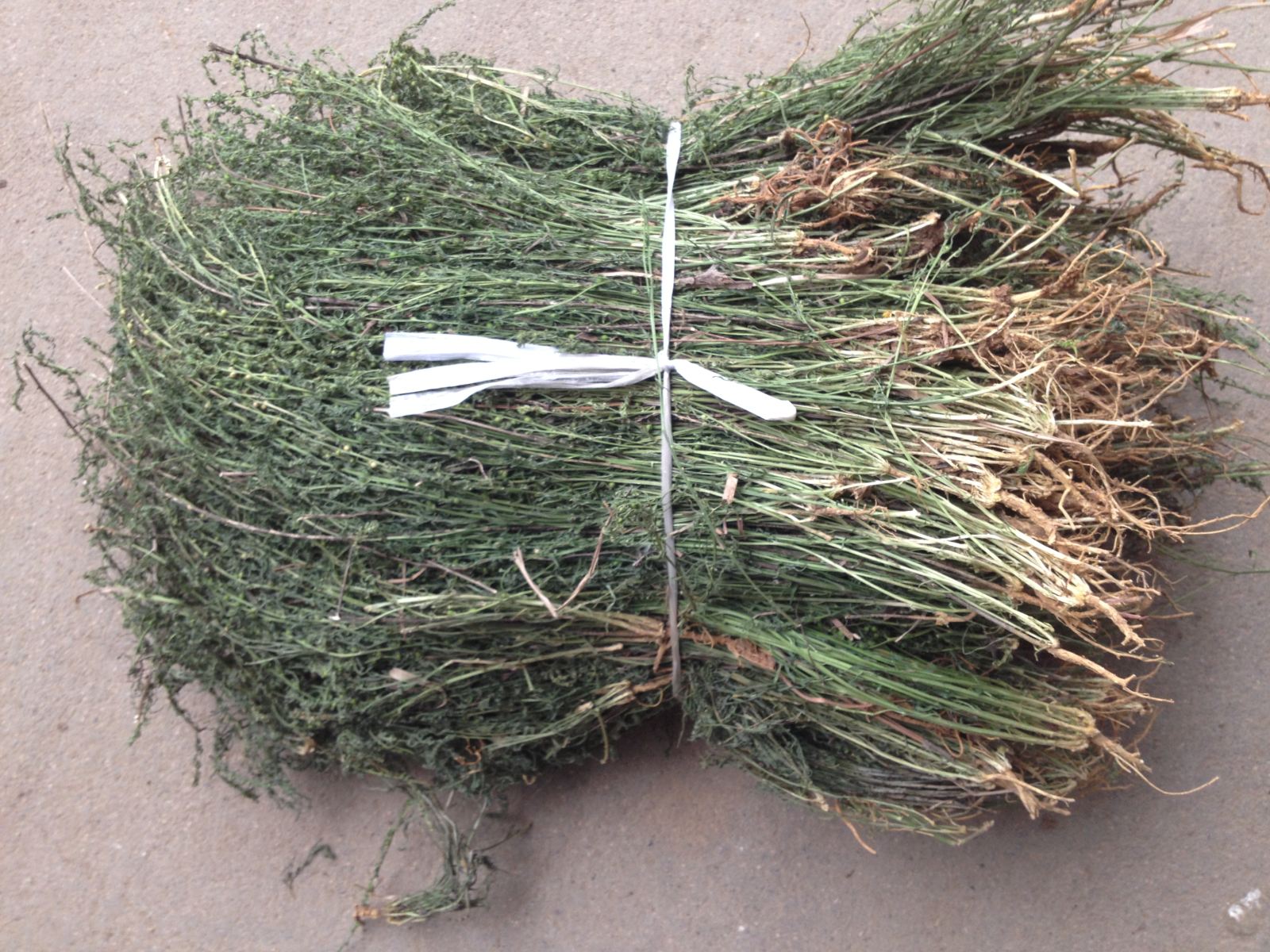 草- 热门商品专区