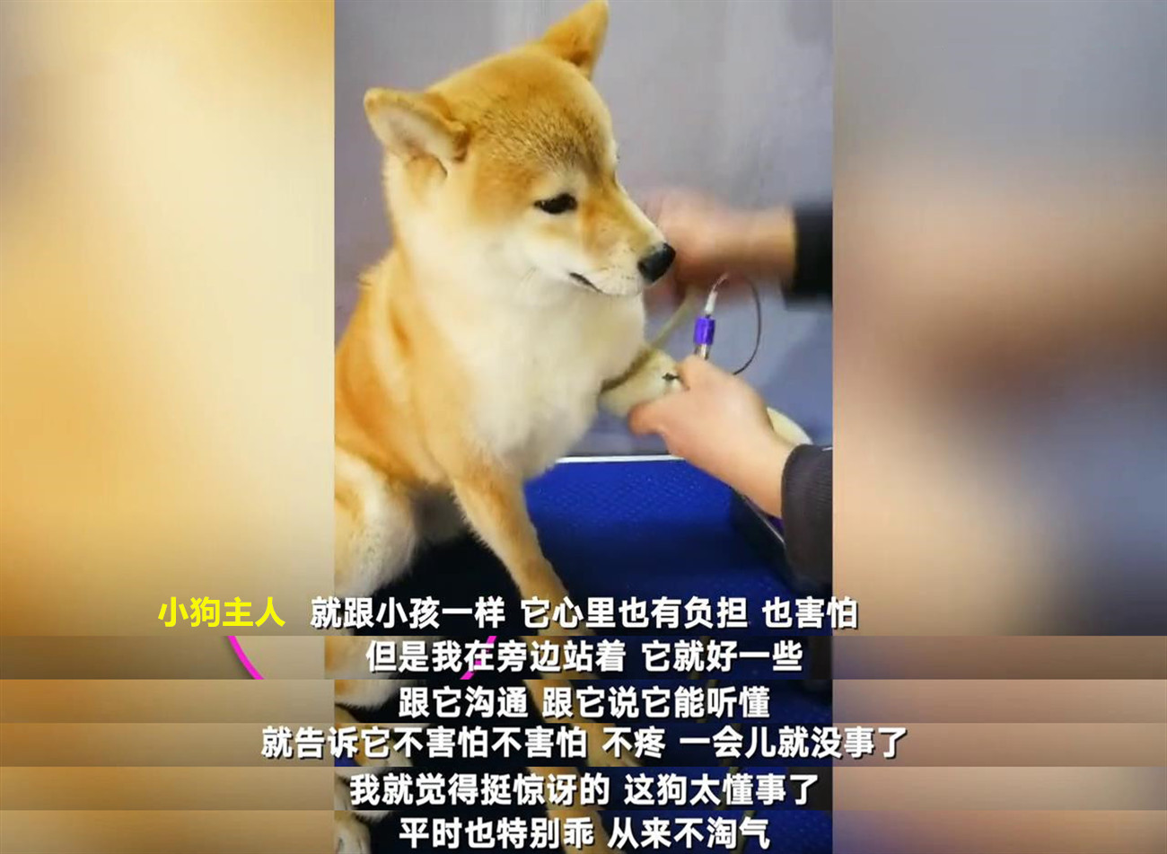 这只柴犬像极了小编抽血时,想象中和现实中的样子.