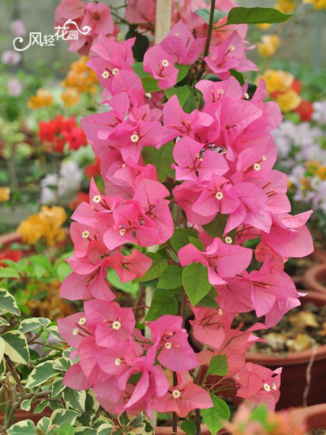 给新入门的北方花友推荐的三角梅品种