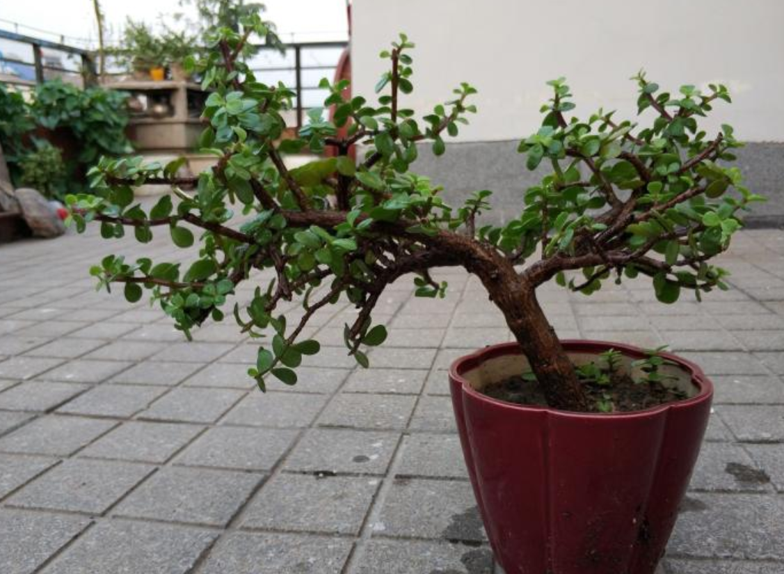 让金枝玉叶成盆景,有"4个"步骤把控住,枝粗叶密生长旺!