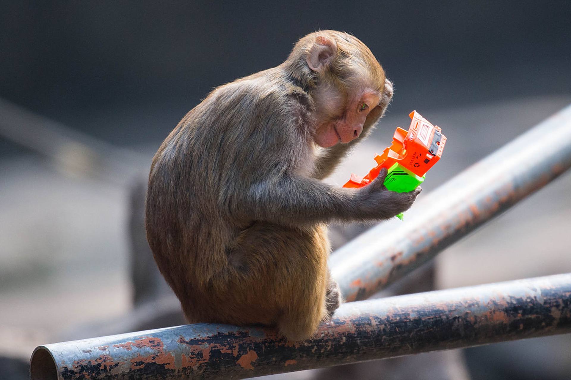 这研究的有模有样,它是不是投错胎啦?#动物趣图