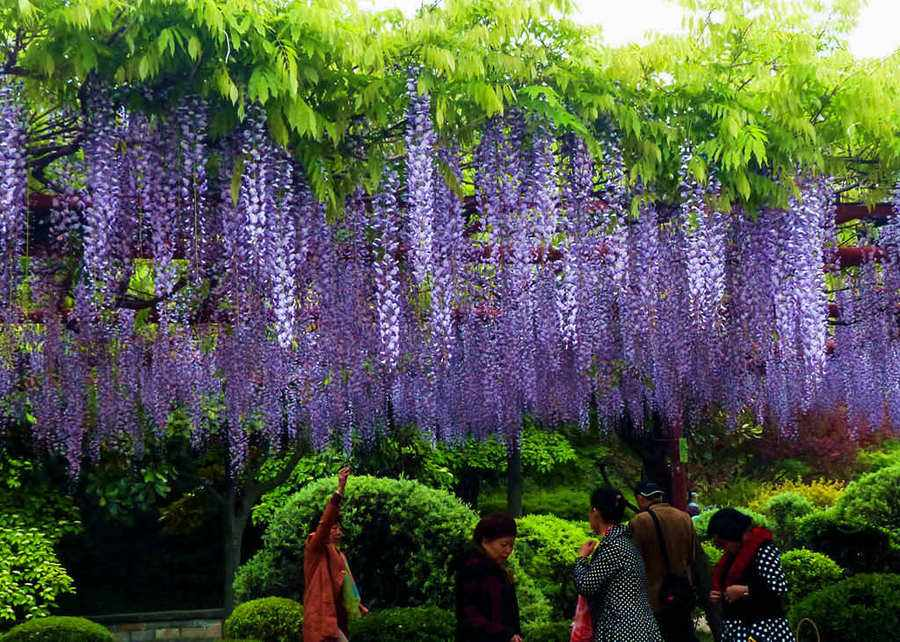 藏在苏州的紫藤花公园,5月正是花开时期,距常熟市区仅有6公里