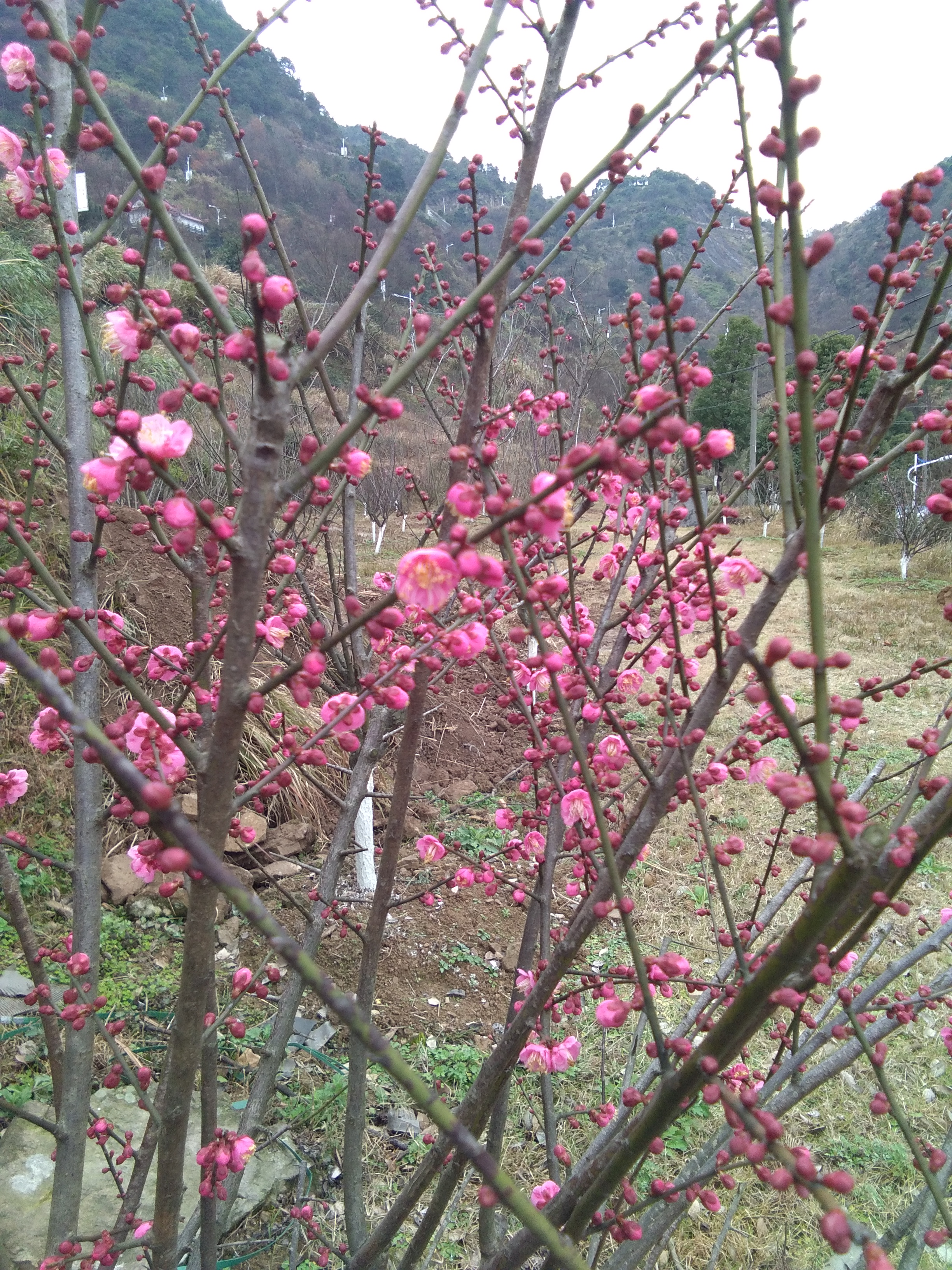 苍南金乡梅峰公园地址图片