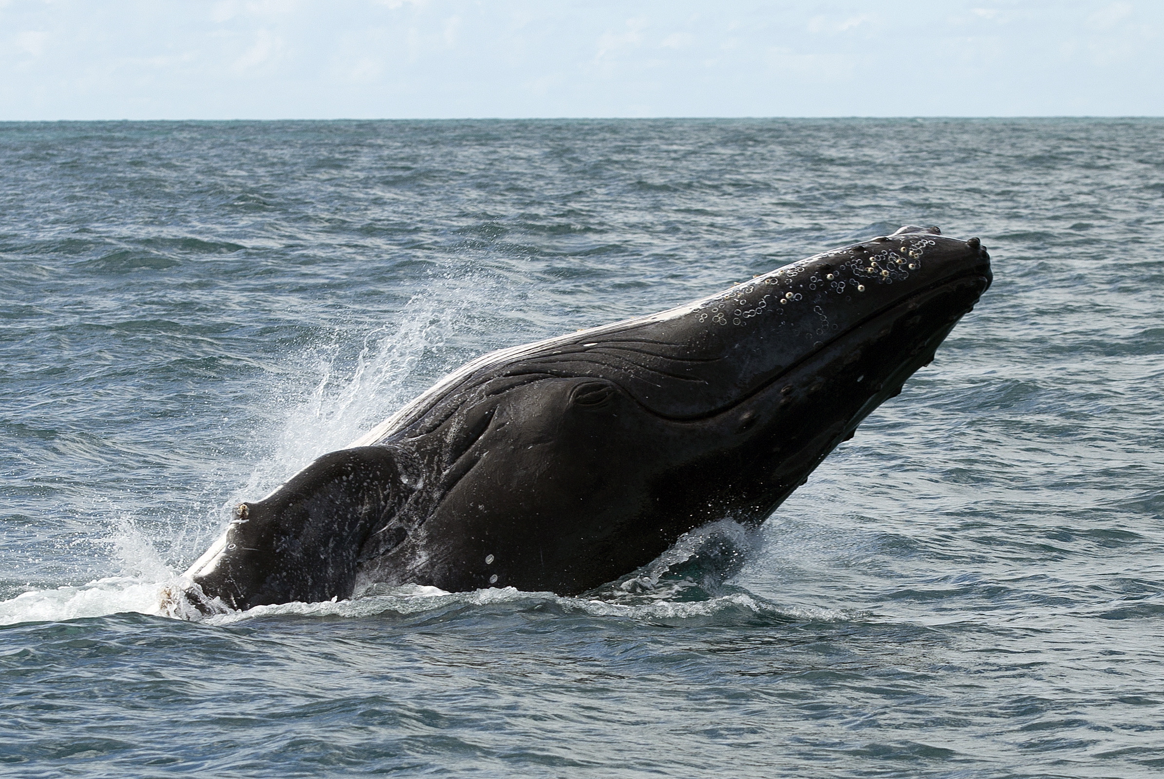 南大西洋的座头鲸(1)