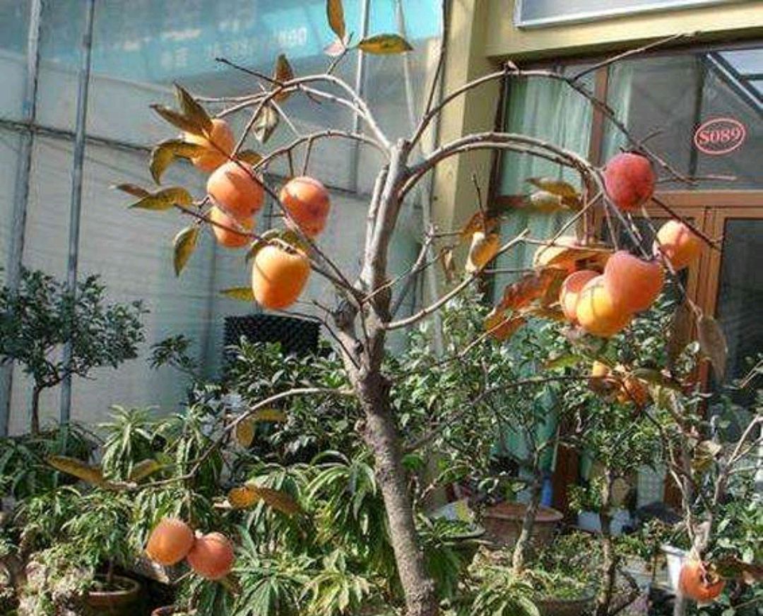 这样做,打造出最美柿子盆景,来看看吧!