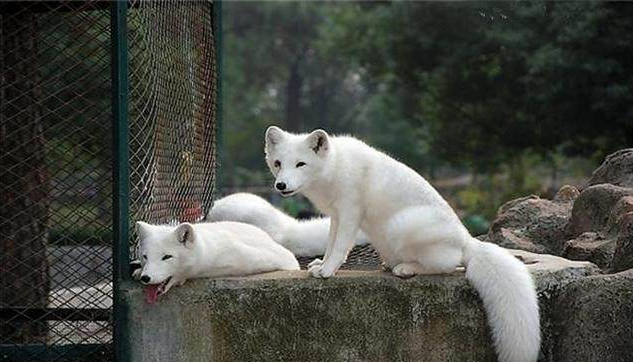 老人一生未娶,算命大师却说子女双全,生死关头时冒出两只白狐狸