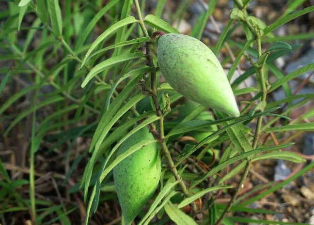 农村常见的一种野瓜,人称"羊奶奶",最怕白色液汁弄到手上!