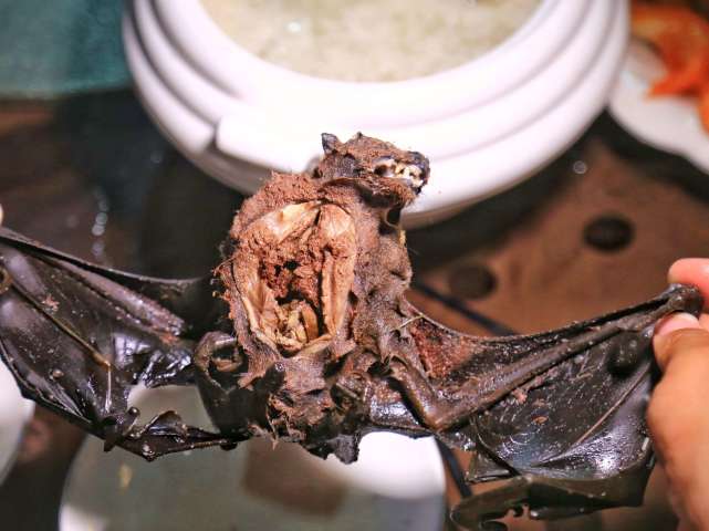 肉食蝙蝠图片