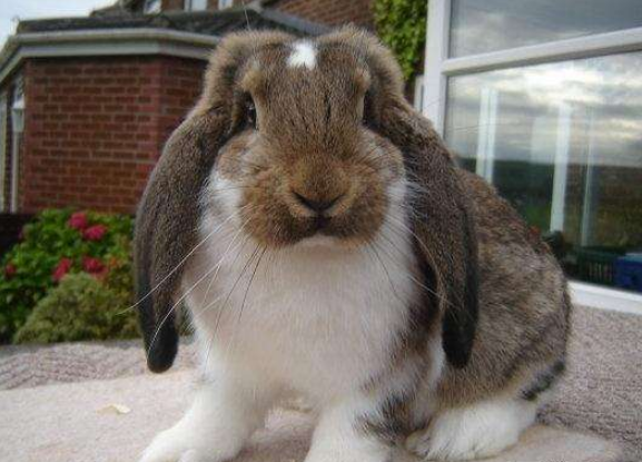 4,大耳白兔,这种兔子的毛发看起来是白色的,而且耳朵比较大,如果是你