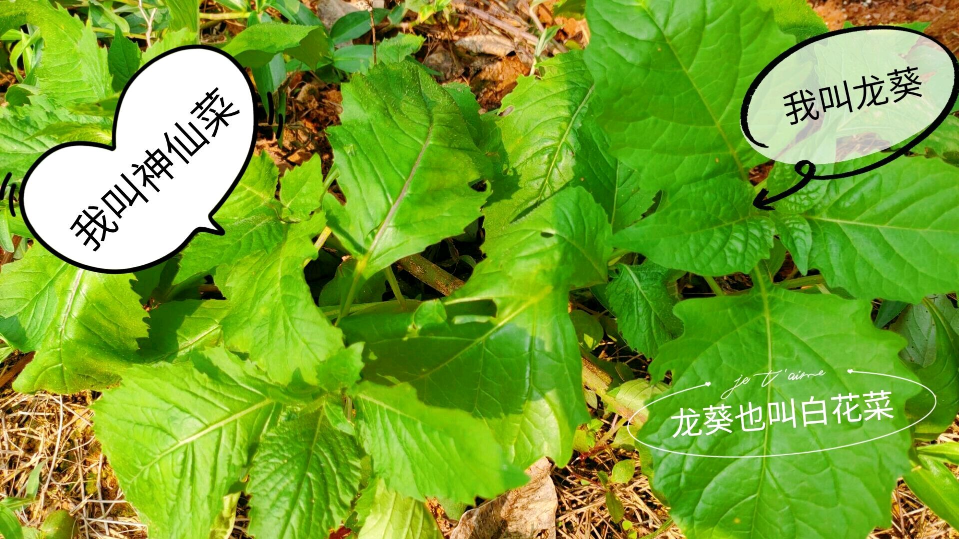 小妮教你区别白花菜和神仙菜,两种很好吃的野菜,大家认识一下
