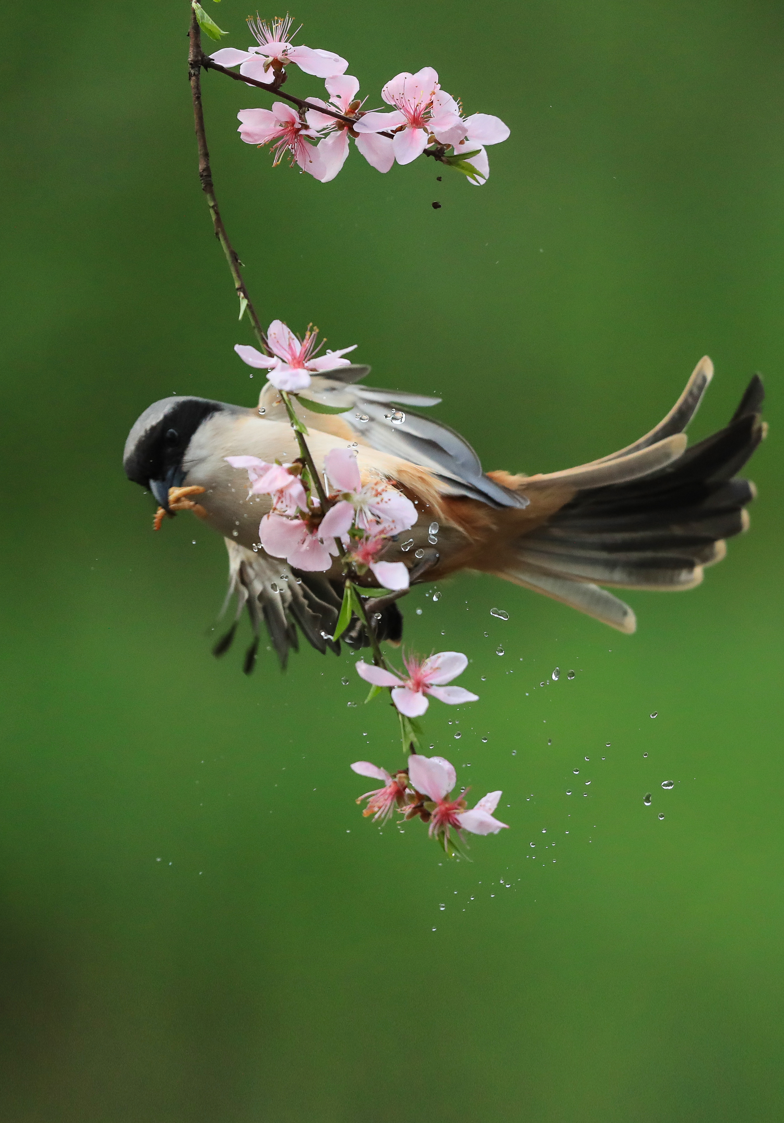 2680_3835竖版 竖屏