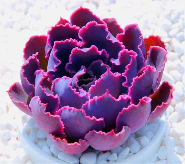 4月发文:最美的紫色多肉,颜色深邃易成老桩,只要3招