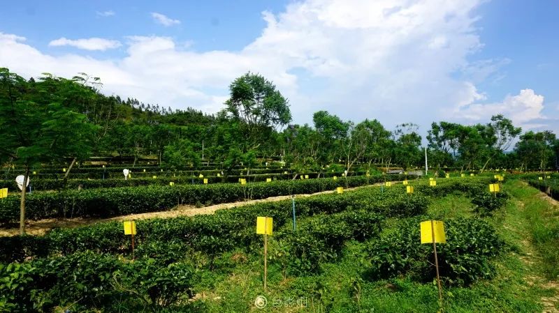清远英德t三茶园一日游