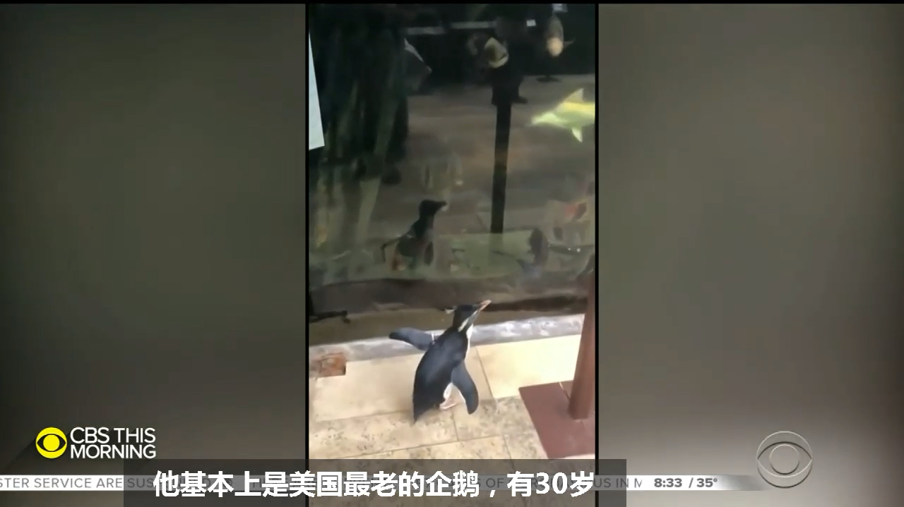 因为新冠疫情水族馆闭馆,企鹅们变身游客,太萌了,瞬间变迷妹
