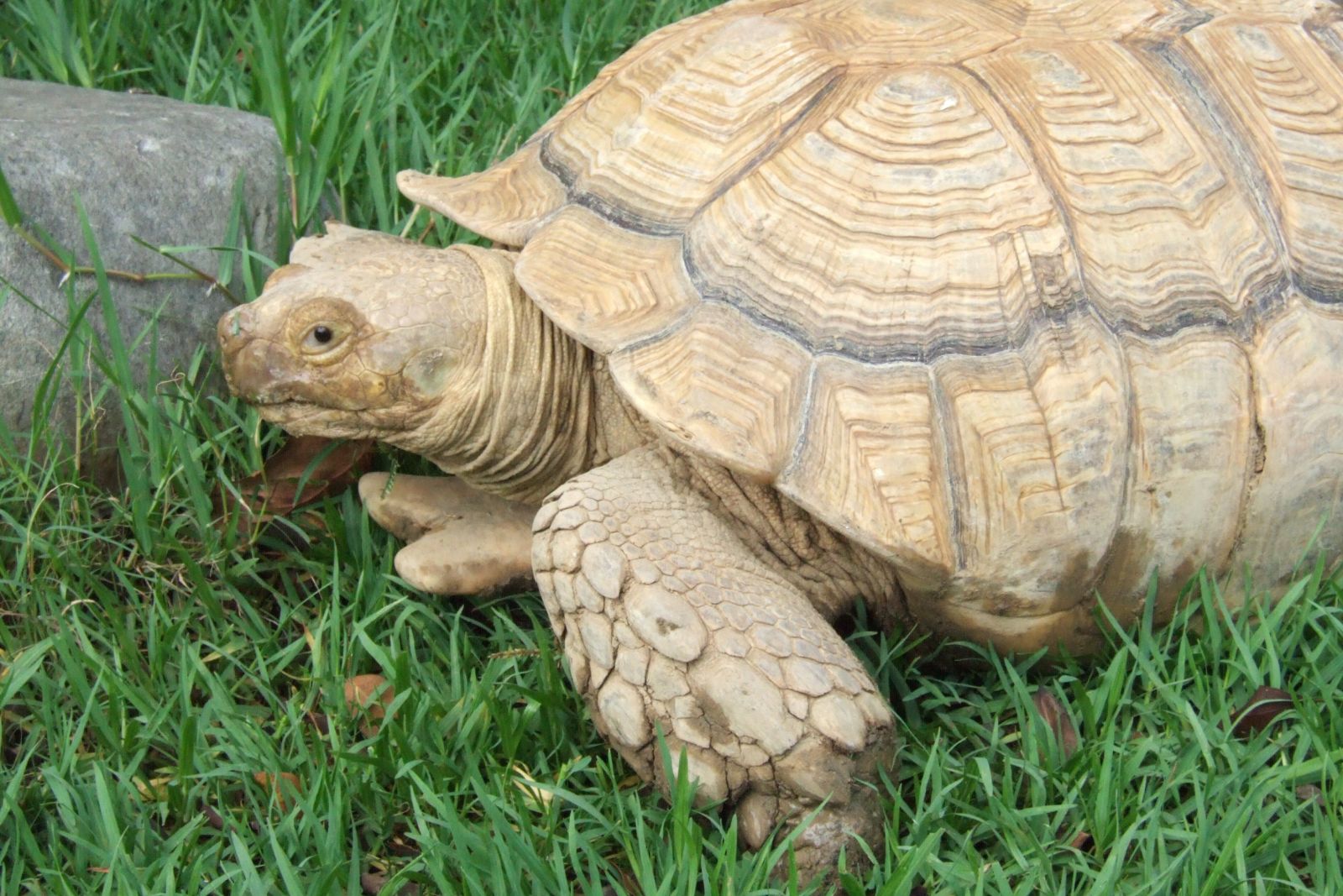 世界上最长寿的生物,跟普通乌龟不同,这种简直是"贵族"