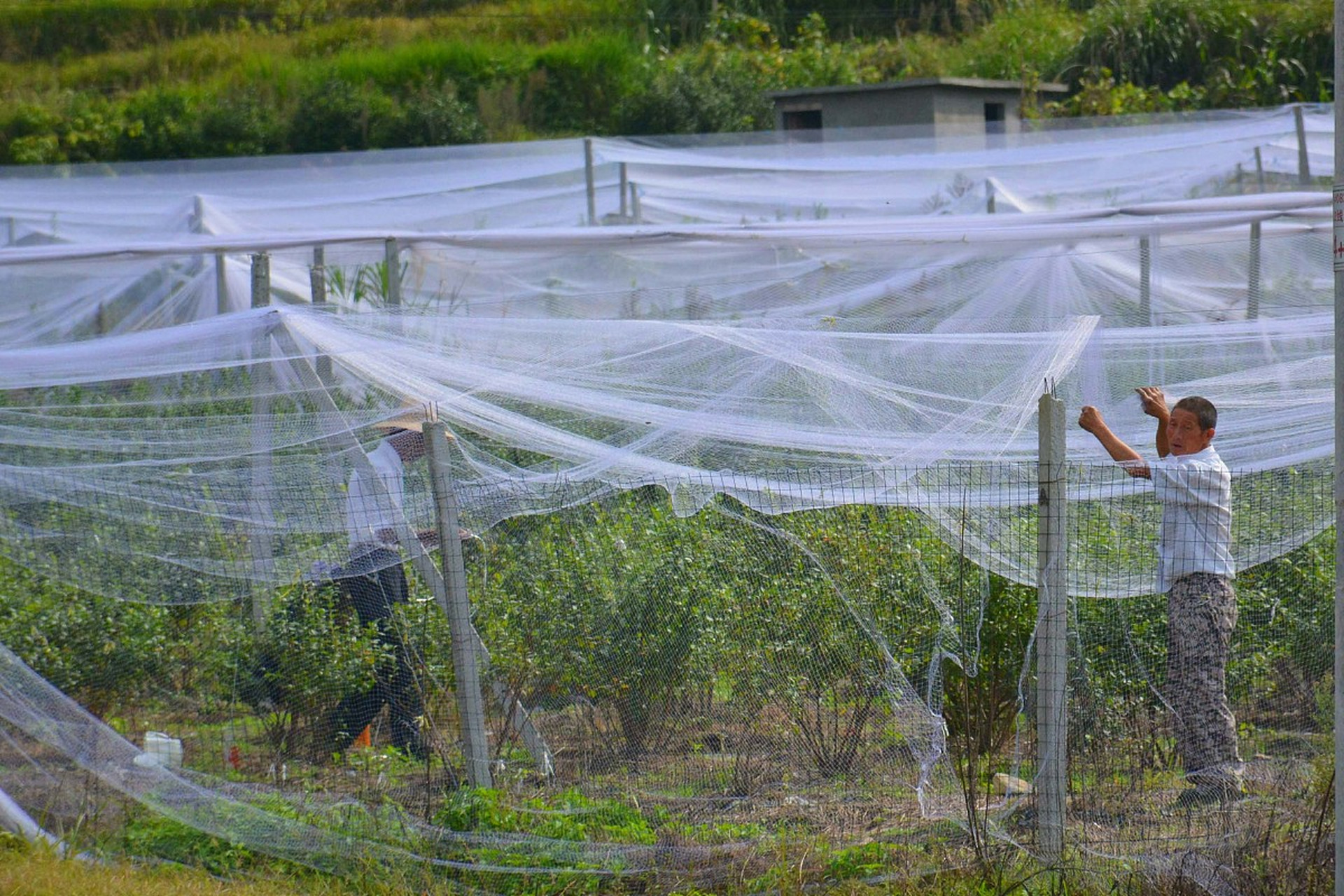 防雹网,又名无结网,采用高密度聚乙烯拉丝,多根丝经设备编织而成,耐寒
