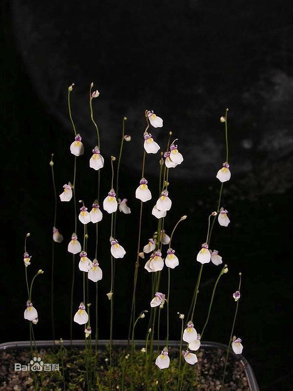 世界上最为神秘的植物之一海妖女狸藻