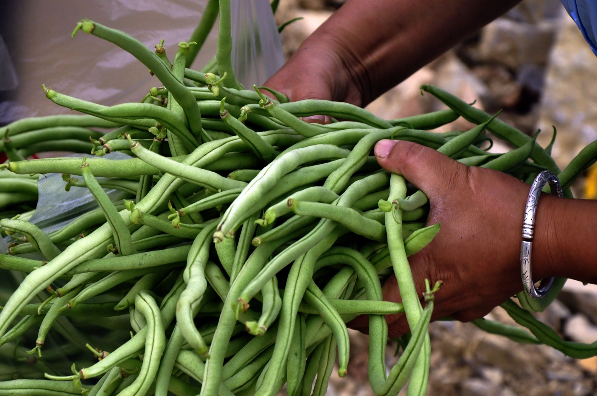 贵州黔西:反季节无筋棒豆开采上市