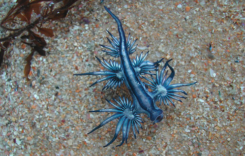 海底进化世界海神蛞蝓图片