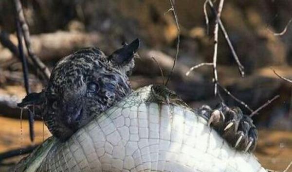 饥饿的美洲豹猎杀凯门鳄 场面十分激烈哀叫连连