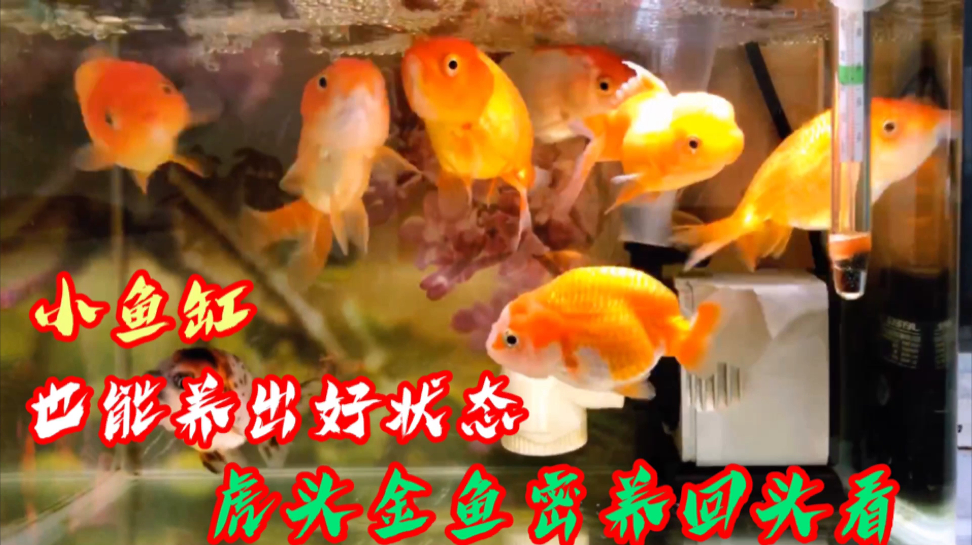小鱼缸也能养出好状态,虎头金鱼密养回头看